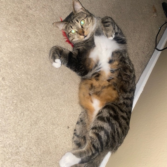 freddy - Picture 6 of 16